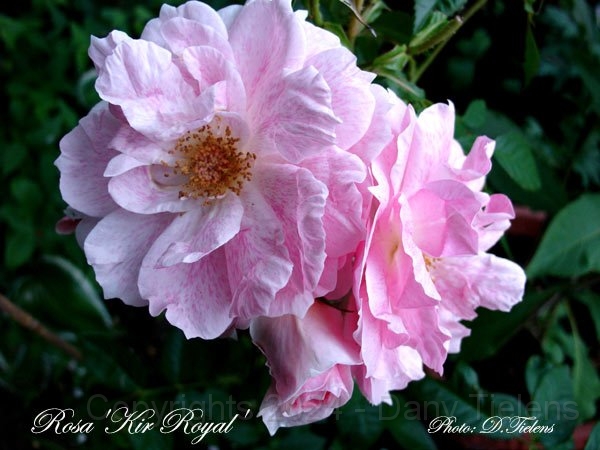 Rosa - Kir-Royal 2.jpg